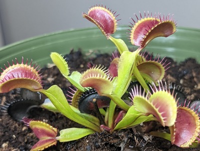 Two Venus Fly traps growing close together with 10 working traps in total