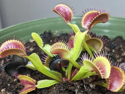 Venus Flytrap Care Guide – How to Grow at Home