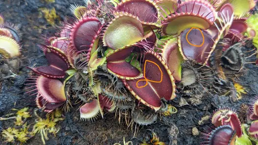 Trigger hairs in Venus fly trap