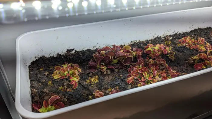 Venus fly traps under grow lights