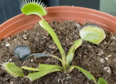 How to Plant a Venus Fly Trap (in 9 easy steps)