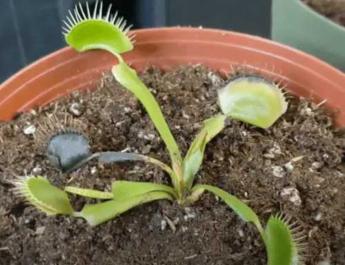 Potted Venus fly trap