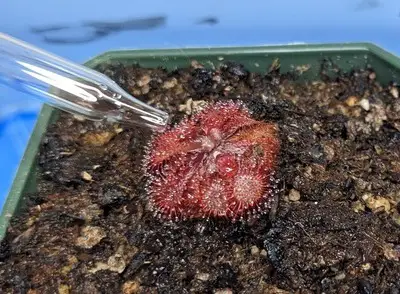 How to Feed a Sundew Plus Best and Worst Food Options