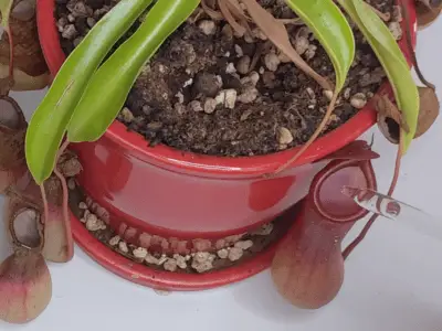 How to Feed and Fertilize Pitcher Plants to Keep Them Alive