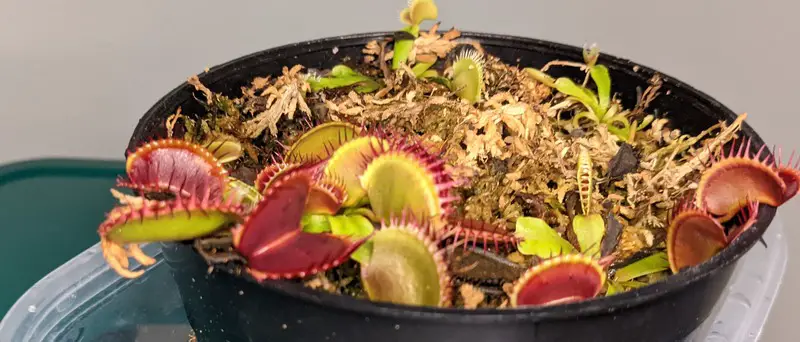 Venus fly traps growing in sphagnum moss