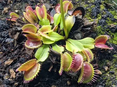 How To Grow Venus Fly Trap – Difficulty: Moderate  Level