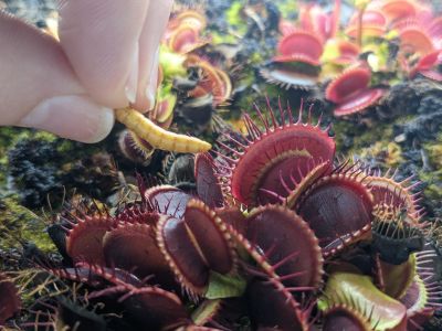 How to Feed Live or Freeze-dried Mealworms to Venus Flytrap