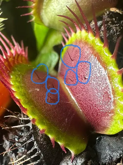 Venus Fly Trap closeup and trigger hairs