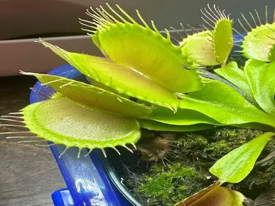 How to Feed Flies to Venus Fly Trap Plus Better Alternatives