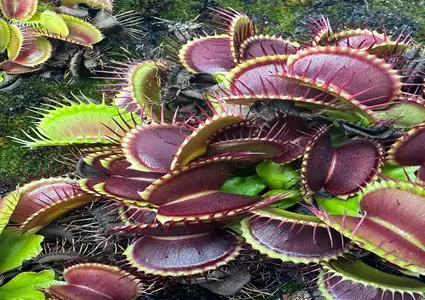 Venus Fly trap with deep burgundy colors