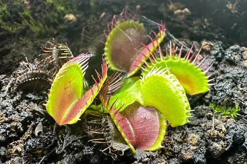 Each Venus Fly trap leaf must have a trap
