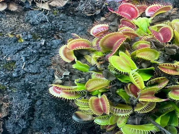 Venus Fly trap with several leaves