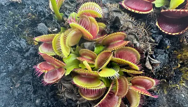 Venus Fly trap growing close to the ground